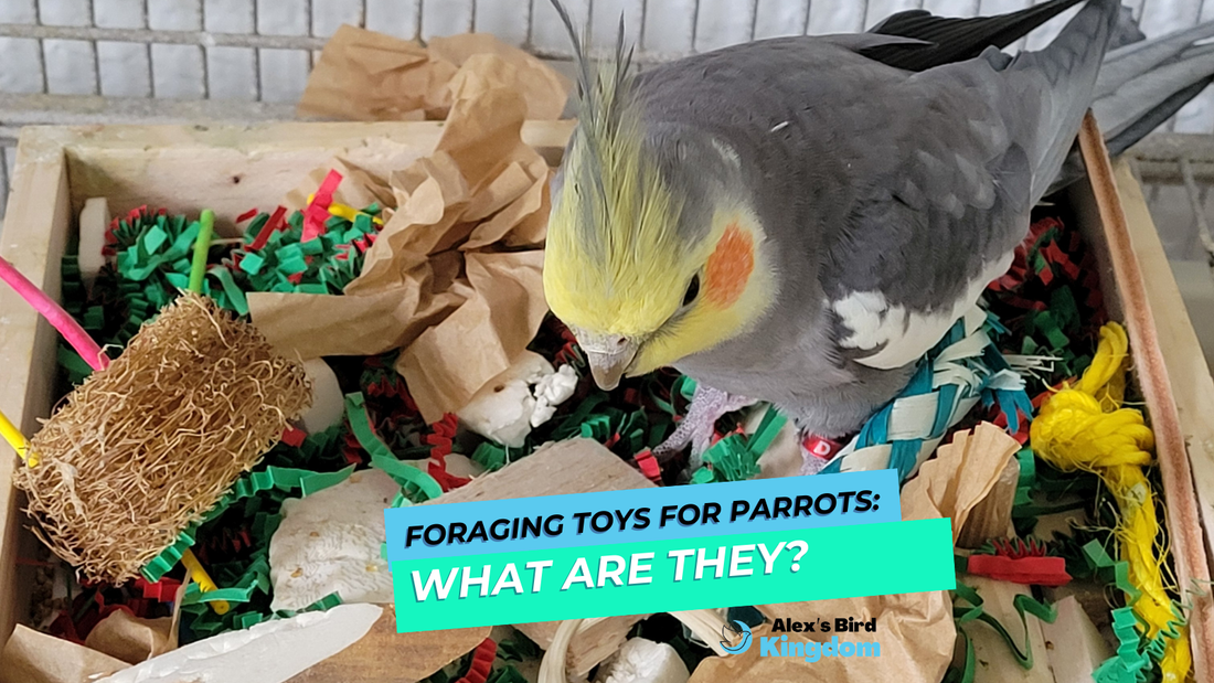 Foraging toys for parrots: what are they?