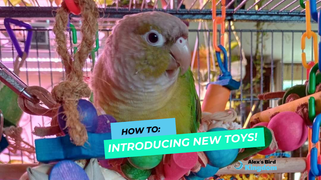 tips to introduce new toys to your bird