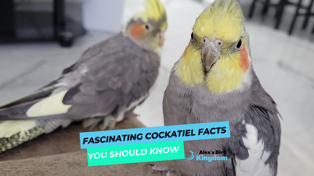 Two cockatiels perched indoors with text overlay: Fascinating Cockatiel Facts You Should Know – blog cover for Alex’s Bird Kingdom