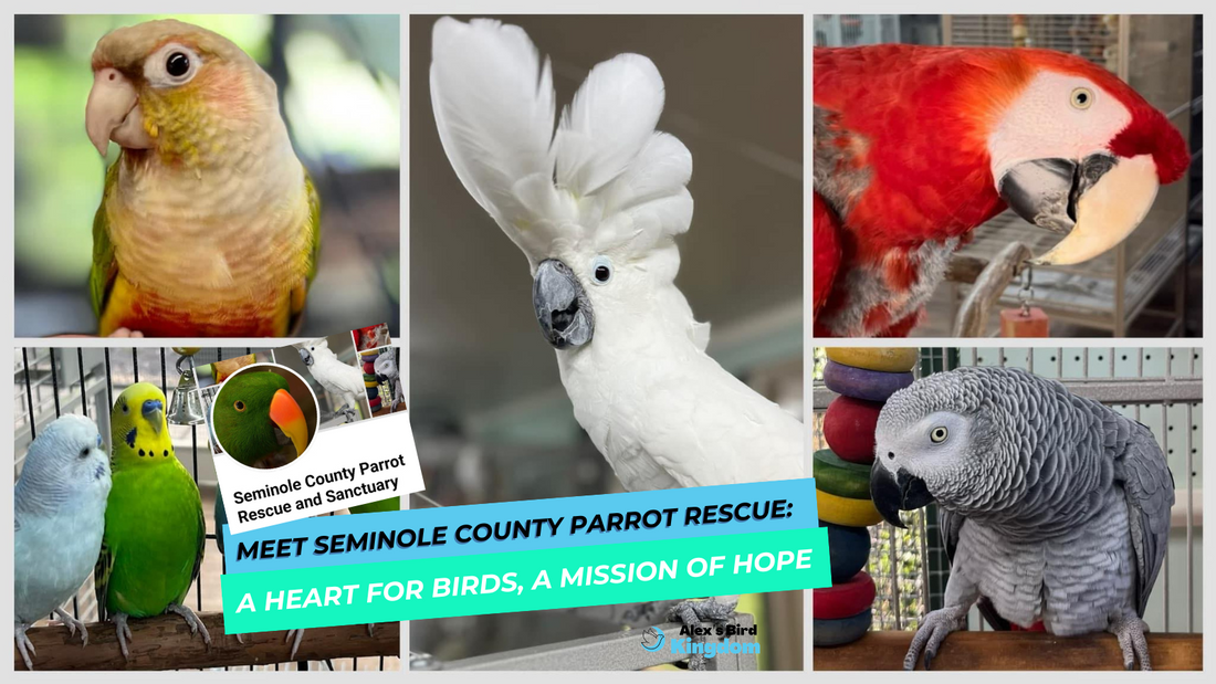Meet Seminole County Parrot Rescue—featured in our monthly bird toy subscription box. Discover their mission, rescue stories, and how to support parrots in need.