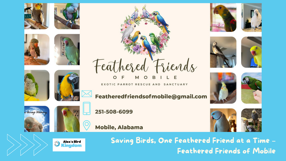 Rescue Stories: Cristal from Feathered Friends of Mobile
