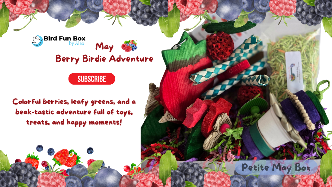 May 2025 Bird Fun Box by Lex, monthly bird toy subscription box for small, medium and big birds