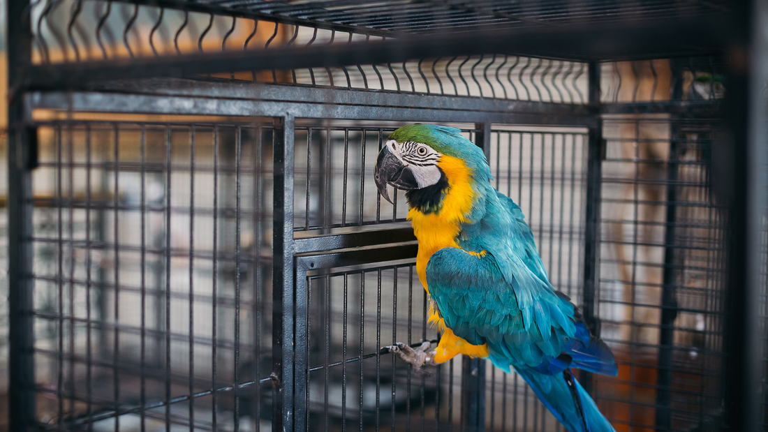 Choosing a cage for your bird