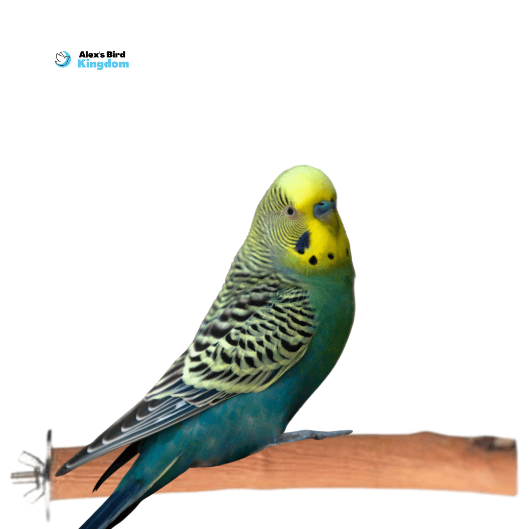 Alex Bird Toys Bird Toys Petite Parrot Enrichment Kit – For Budgies, Parrotlets, and Lovebirds
