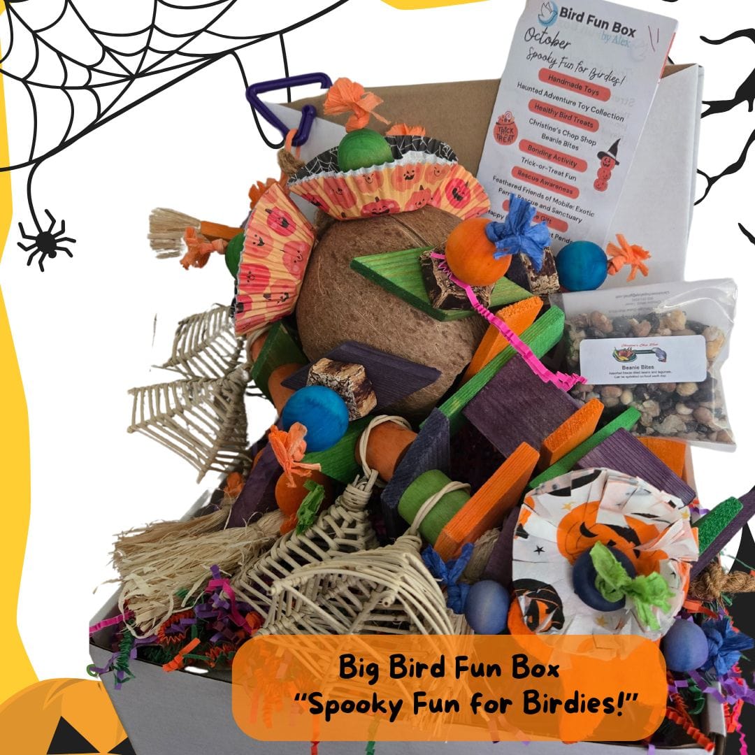Alex's Bird Kingdom Bird Toys Bird Fun Box by Alex - Big - Monthly Subscription Box