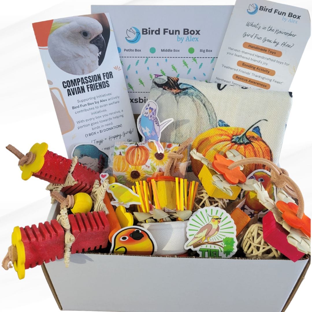 Alex's Bird Kingdom Bird Toys Bird Fun Box by Alex - Petite - Monthly Subscription Box