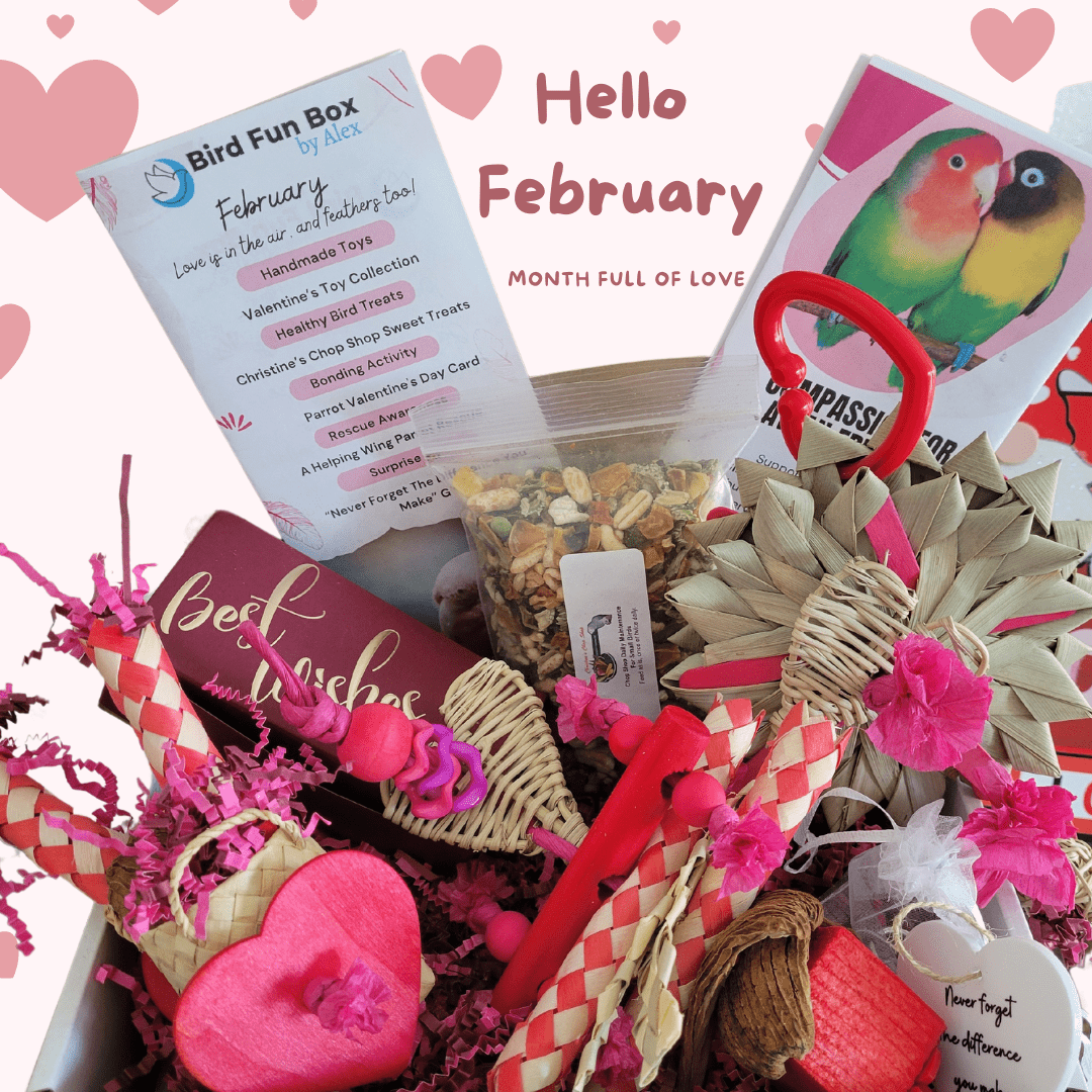Alex's Bird Kingdom Bird Toys Bird Fun Box by Alex - Petite - Monthly Subscription Box