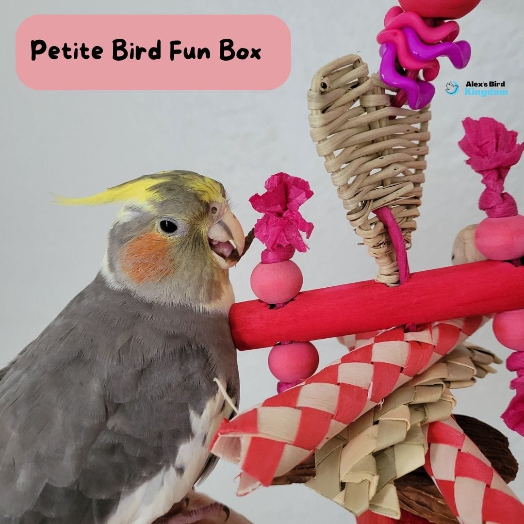 Alex's Bird Kingdom Bird Toys Bird Fun Box by Alex - Petite - Monthly Subscription Box