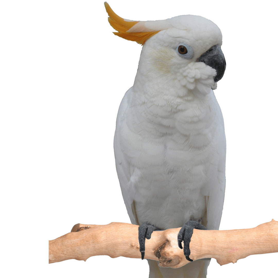 Aviary Accessories With Sturdy Round Bird Perches For Sale Online Reference: Natural Rattan Bird Perch Large