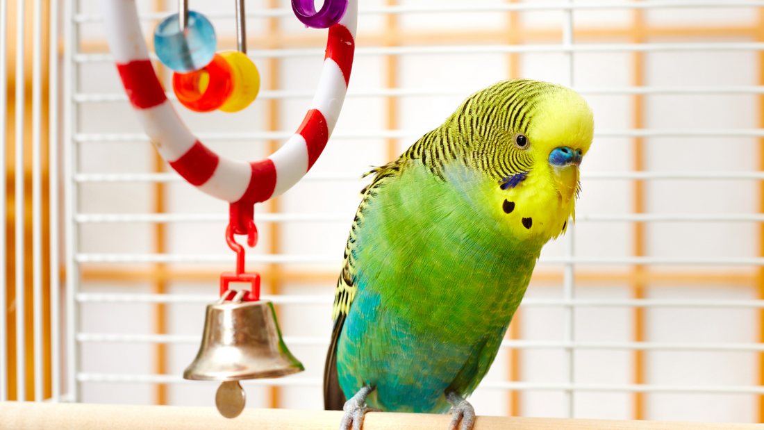 Toys for birds: Why they Need Them