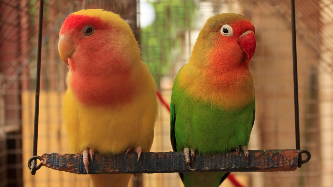 Tips to Keep Your Bird Happy and Healthy