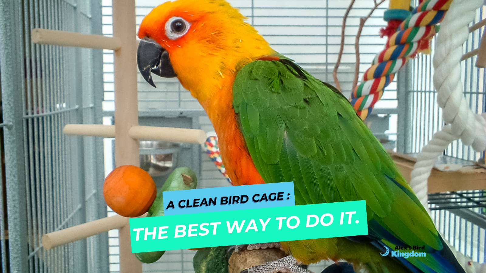 A closer look at Cleaning Friendly Bird Cage Designs