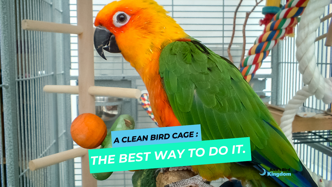 A Clean Bird Cage : the best way to do it.