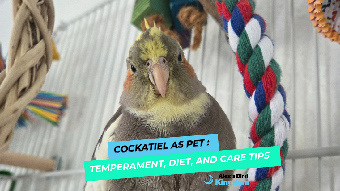 Cockatiel as pet: Temperament, Diet, and care tips