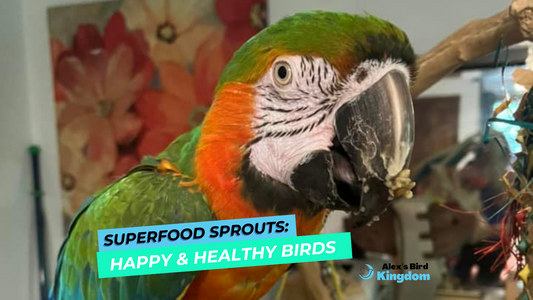 Sprouting Up Fun: The Superfood Benefits for Your Birds