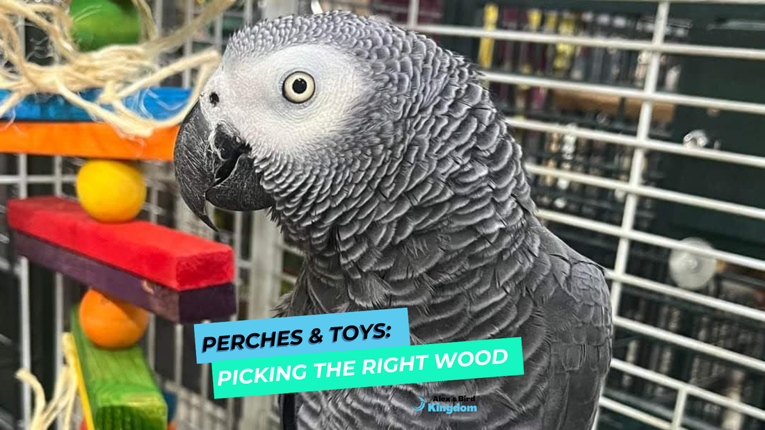 African grey parrot next to colorful wooden bird toy – blog cover for Alex’s Bird Kingdom article “Perches and Toys: Picking the Right Wood,” part of the monthly bird toy subscription box series.