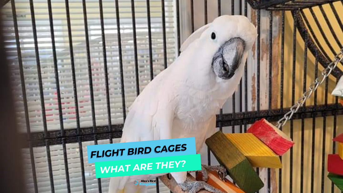 Cockatoo inside a flight bird cage with colorful wood toys, blog cover for what is a flight cage and bird enrichment.