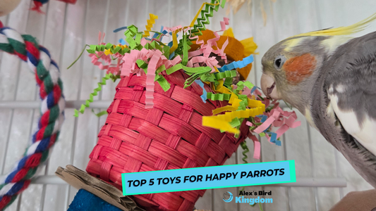 toy 5 toys for parrots