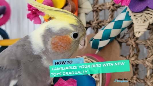 How to Familiarize Your Bird with New Toys Gradually