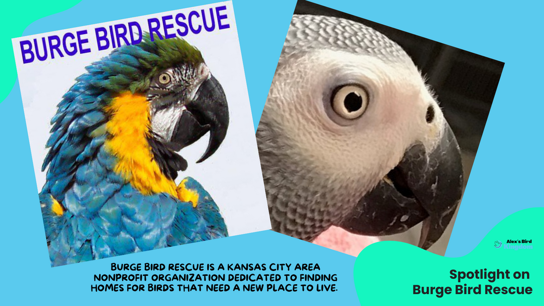 Burge Bird rescue