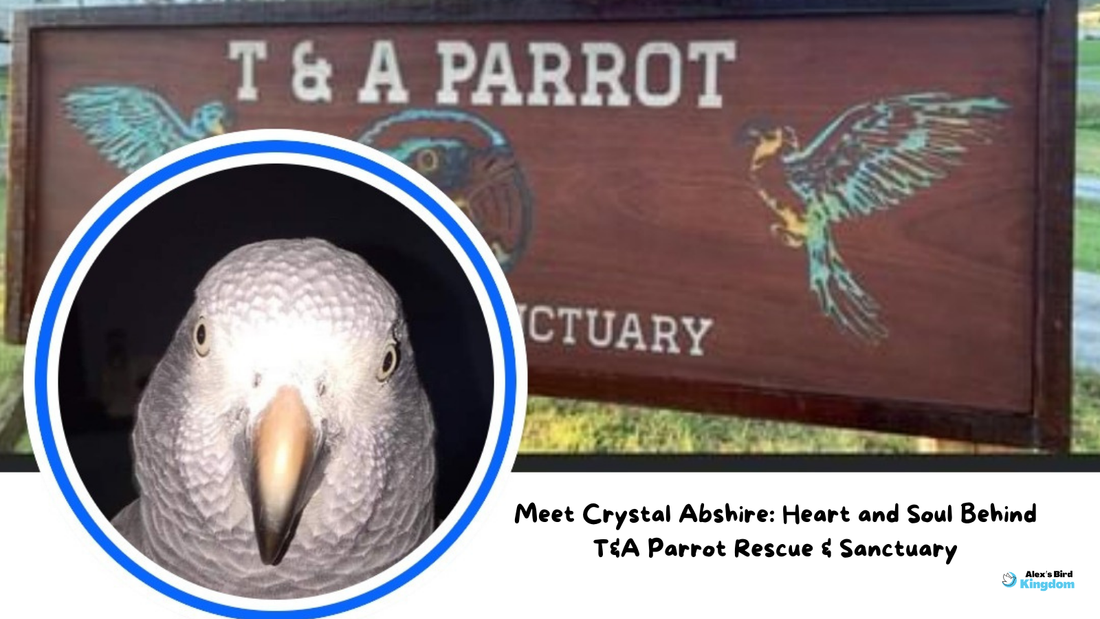 A Heartfelt Interview with Crystal Abshire of T&A Parrot Rescue and Sanctuary