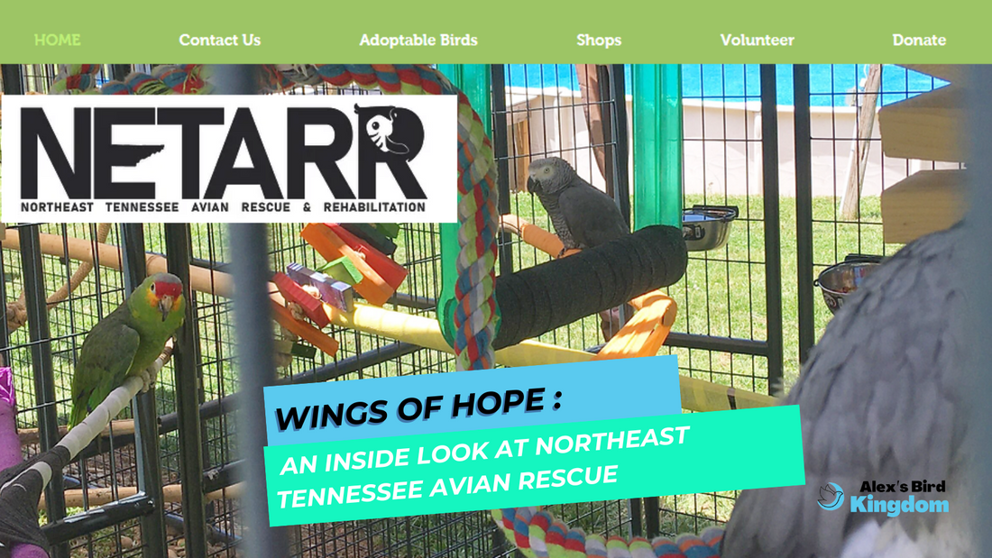 Wings of Hope: An Inside Look at Northeast Tennessee Avian Rescue