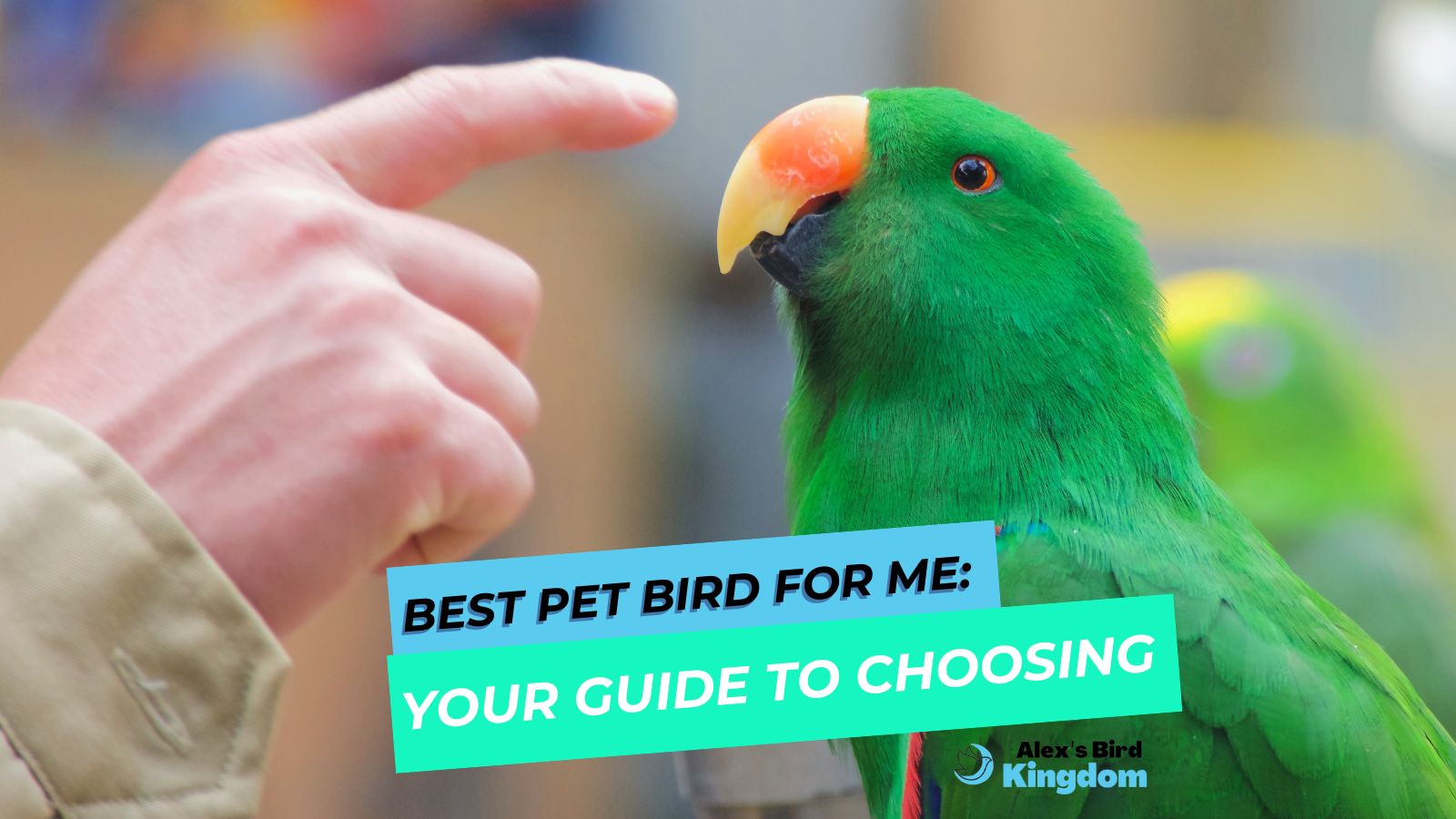Best Pet Bird for Me Your Guide to Choosing Alex's Bird Kingdom