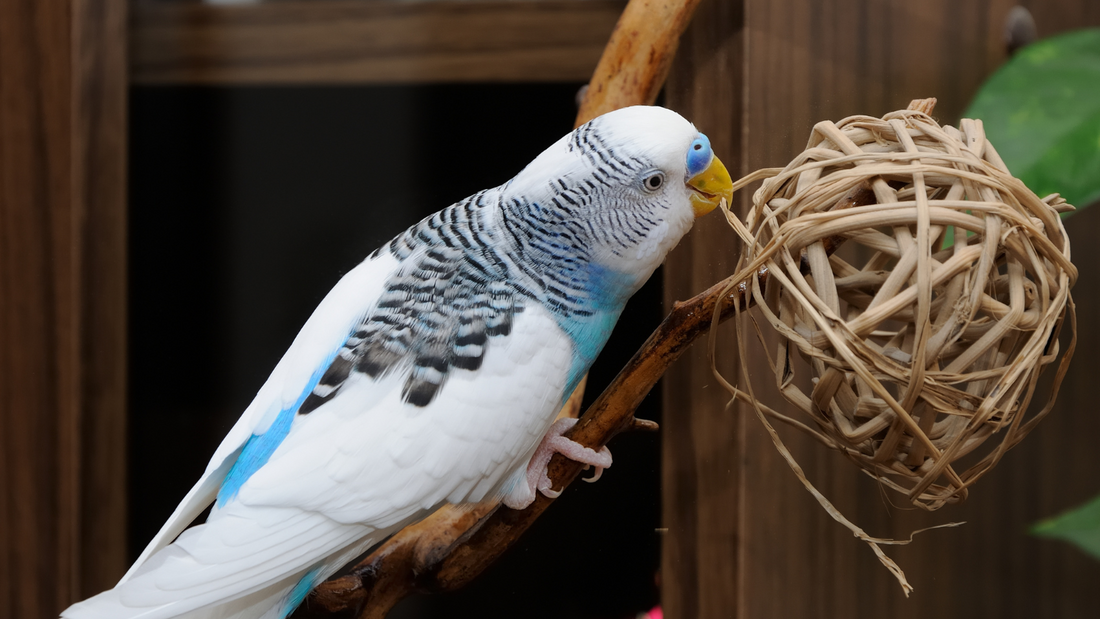 Foraging toys for parrots: what are they?