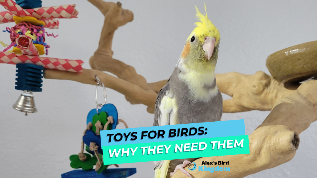 Bird Toys: Why Your Feathered Friend Needs Them for Health and Happiness