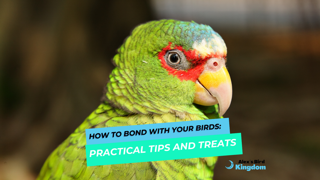 How to Bond with your Birds: Practical Tips and Treats