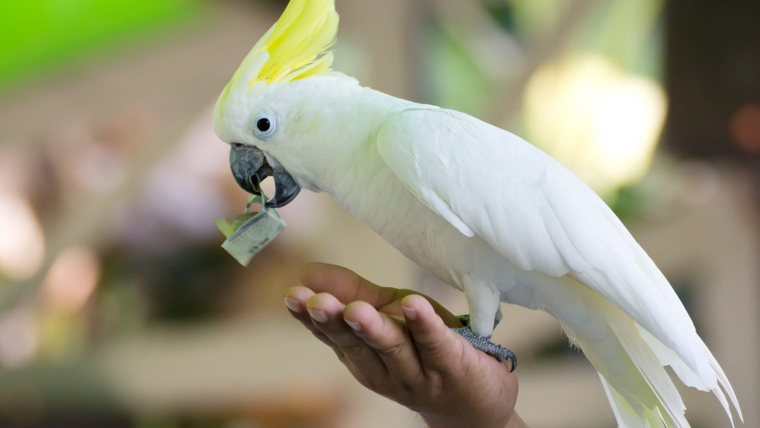 DIY Bird Toy Tutorial: Create a Fun and Personalized Toy for Your Feathered Friend