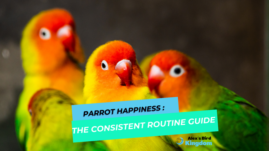 Establish a Consistent Routine: A Guide for Parrot's Optimal Well-being