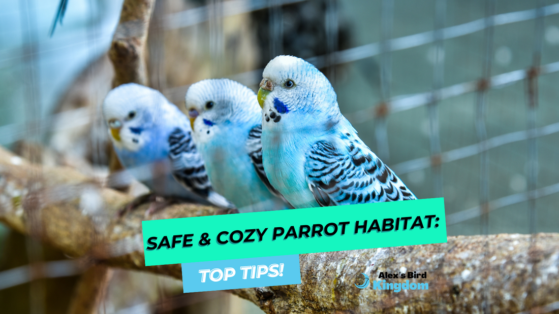 Top Tips for Creating a Safe and Comfortable Environment for Your Beloved Parrot