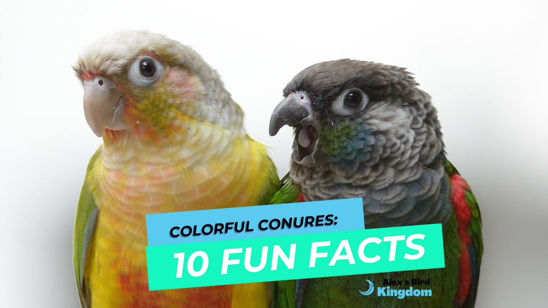 Colorful Conures: 10 Fun Facts