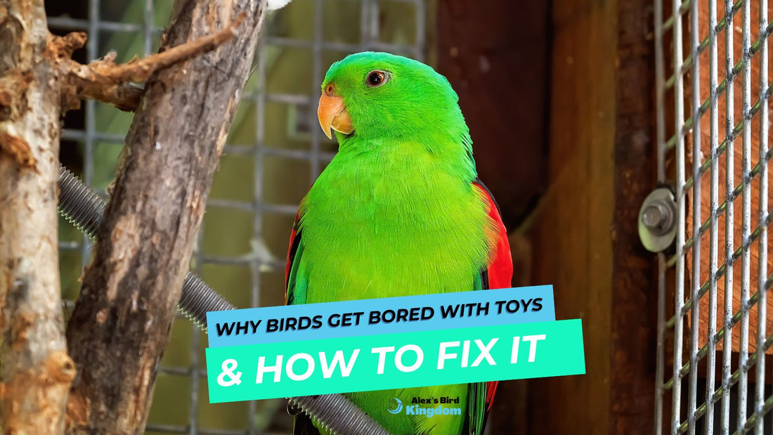 Why Birds Get Bored with Toys & What to Do About It