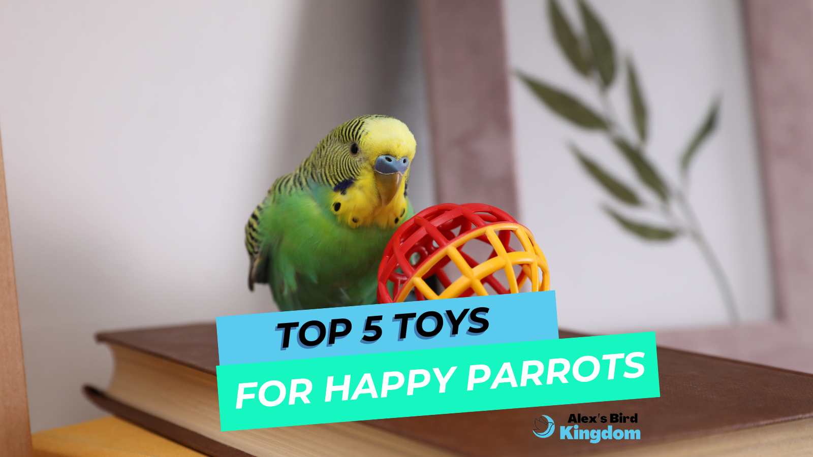 Top 5 Toys for Happy Parrots Keep Your Bird Engaged! Alex's Bird Kingdom