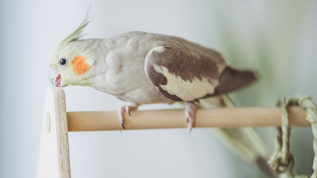 PERCHES AND BIRD TOYS: Picking the right wood.