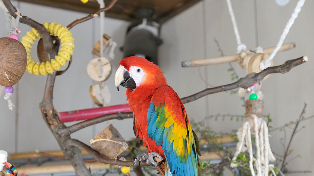 How I Found the Best Bird Toys for My Flock