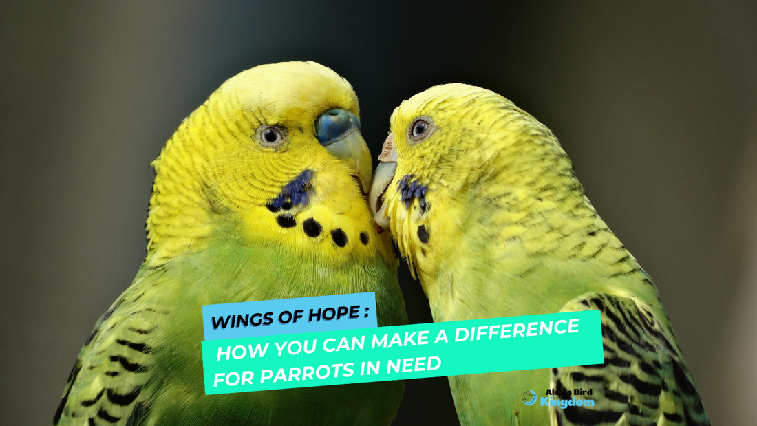 Wings of Hope: How You Can Make a Difference for Parrots in Need