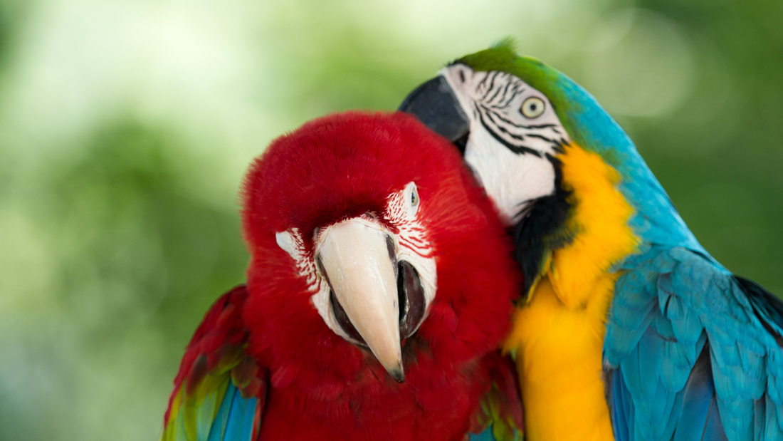 Top 10 Parrots to Consider as Pets: A Guide to Choosing the Perfect Feathered Friend