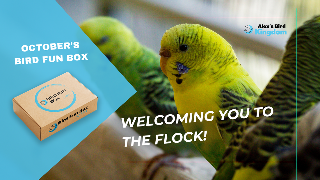 October's Bird Fun Box: Welcoming You to the Flock!