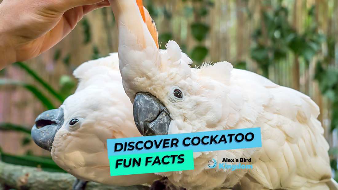 Cockatoo Fun Facts: Discover the Charming World of These Intelligent Birds