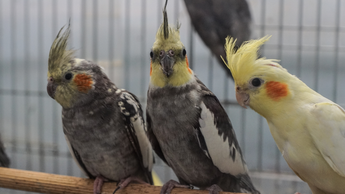 Fascinating Cockatiel Facts you should know