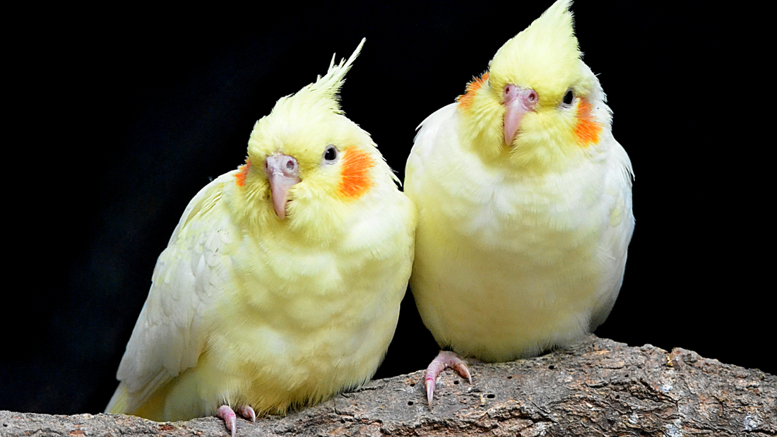 Cockatiel as Pet : Temperament, Diet, and Care Tips