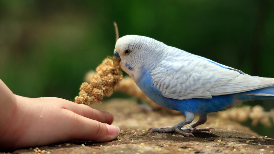 How to Create a Foraging Box for Your Parrot: Engage, Entertain, and Enrich!