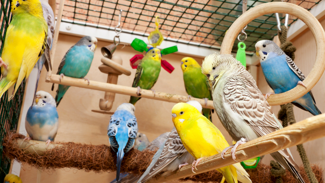 How to Create a Safe and Joyful Playtime for Your Birdies