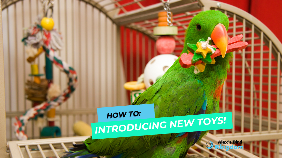 How to Introduce New Toys to Your Birds