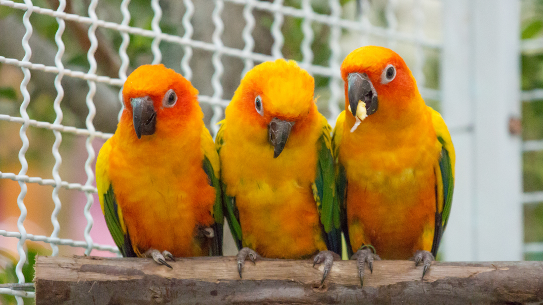 The Top 10 Must-Knows for Every Pet Bird Owner: Take the Quiz