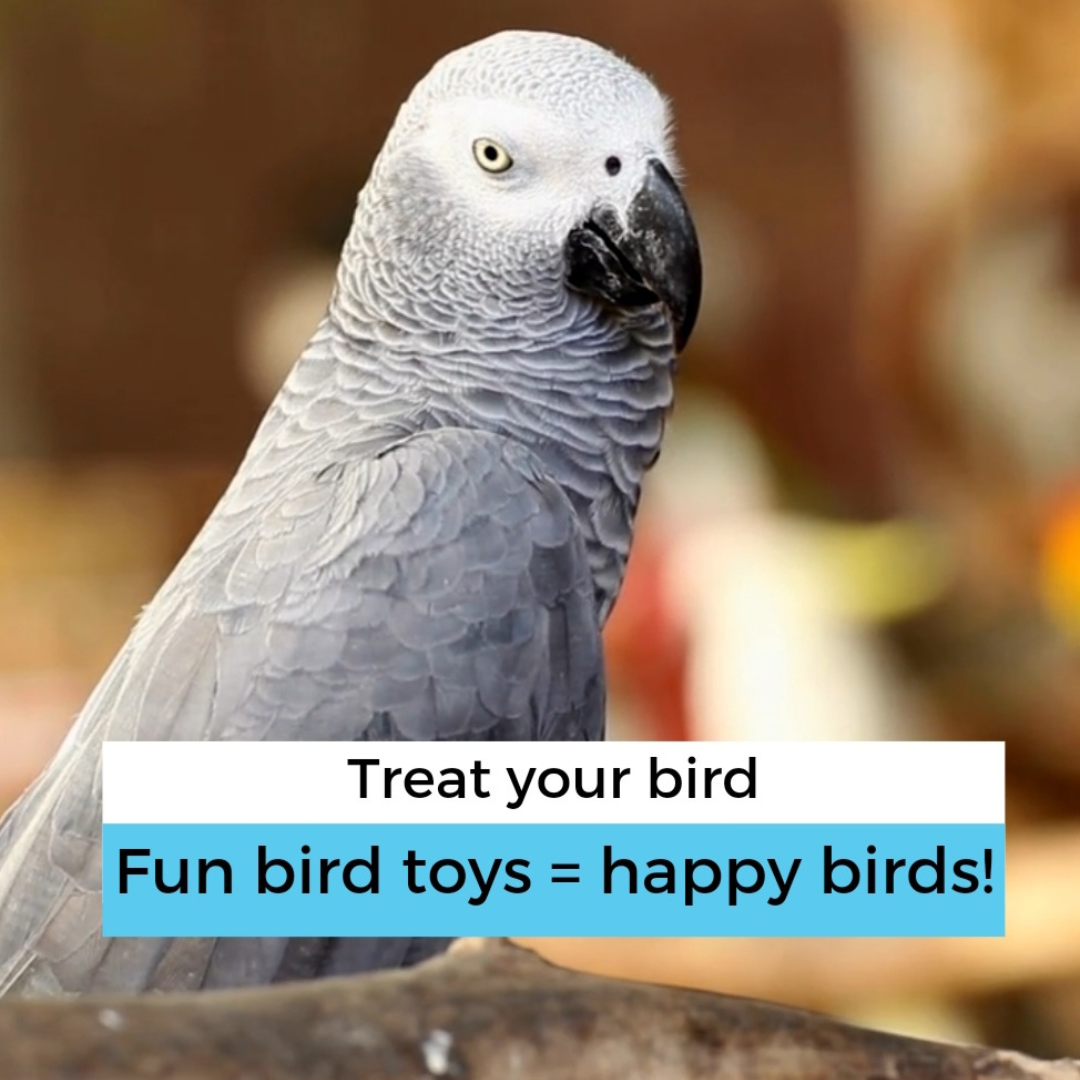 Bungee 1/2 x 52 Bird Toy – Alex's Bird Kingdom