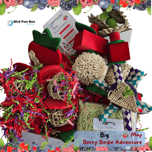 Alex's Bird Kingdom Bird Toys Bird Fun Box by Alex - Big - Monthly Subscription Box
